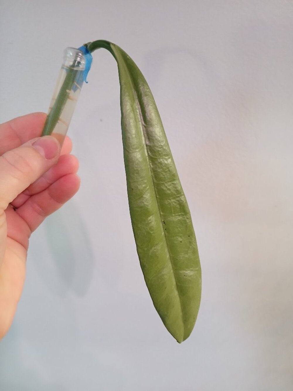 Hoya Griffithi Silver